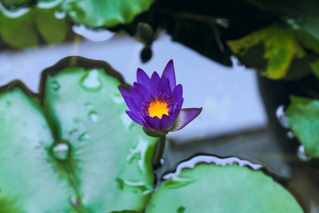 Homestay Village Hoi An